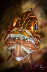 Tiger Cardinal Fish with eggs by Julian Cohen 